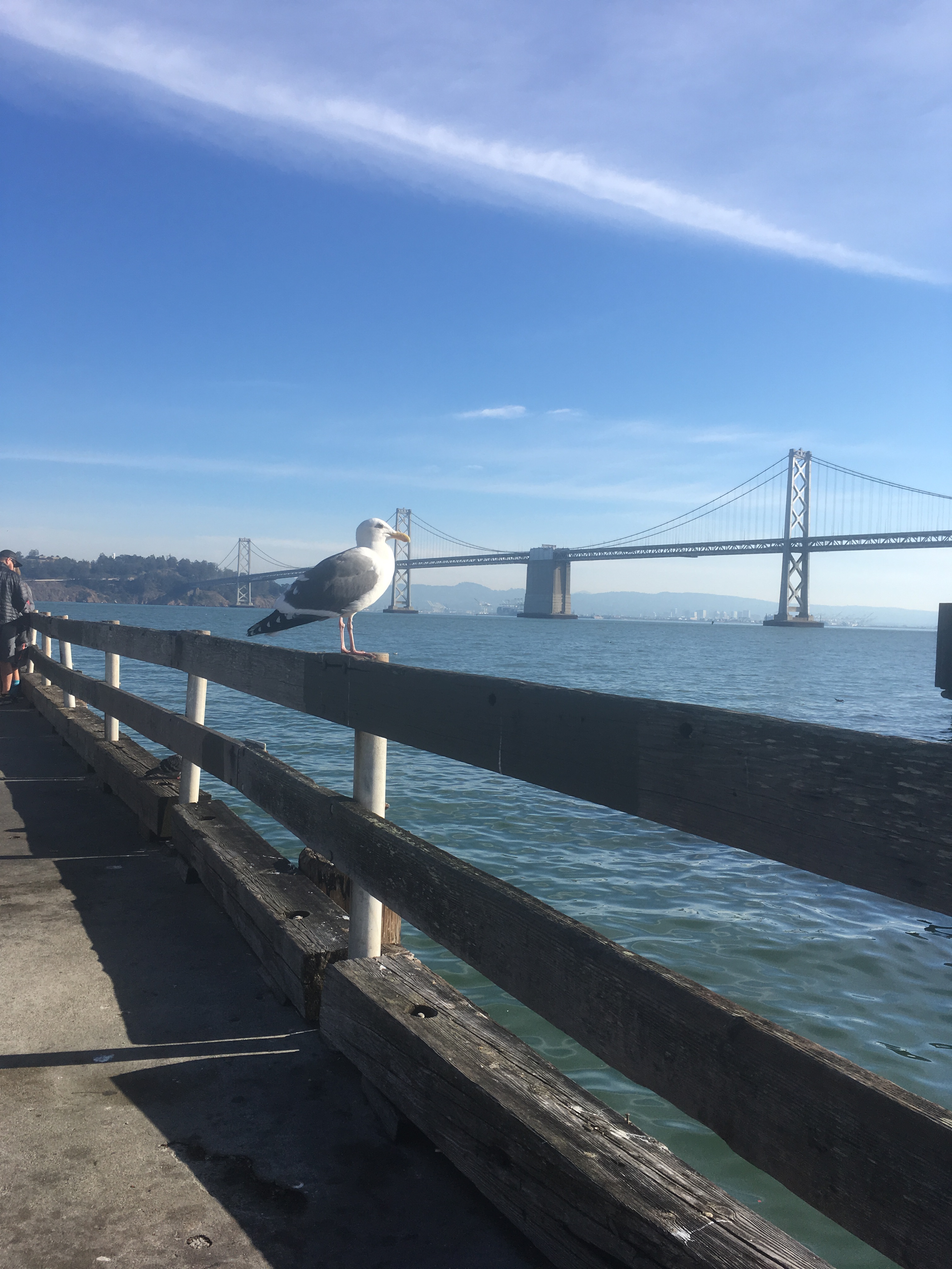 bird and a bridge